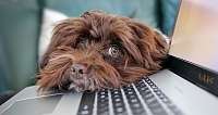 Hund am Laptop