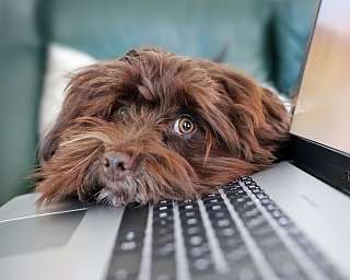 Pixabay Laptop Hund