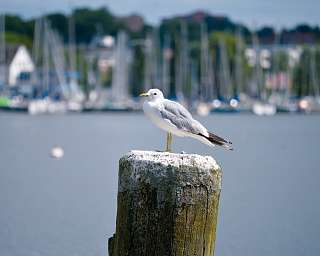 Möwe an der Schlei